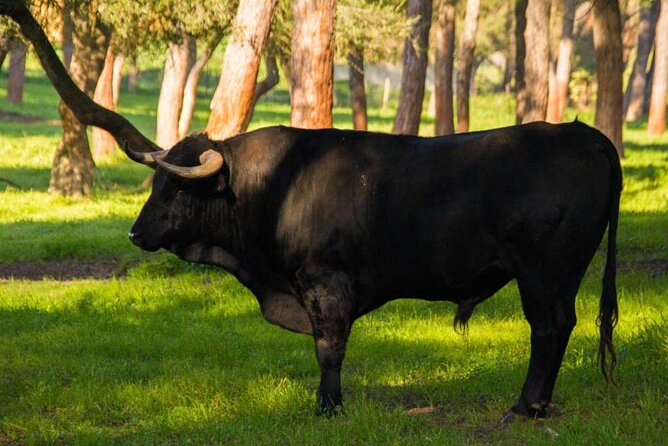 Visit to a Brave Bull Farm in Andalusia - Cancellation Policy Details