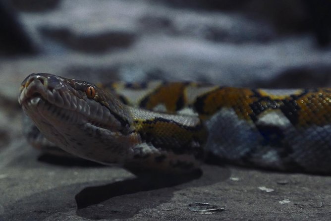 Visite the Crocodiles Park and Botanic Garden - Hassle-Free Booking & Cancellation