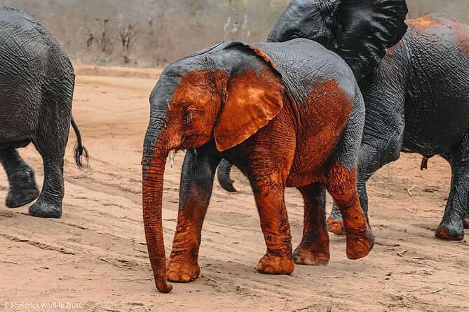 Visiting the Nairobi Elephant Orphanage Tours and Tickets - Frequently Asked Questions