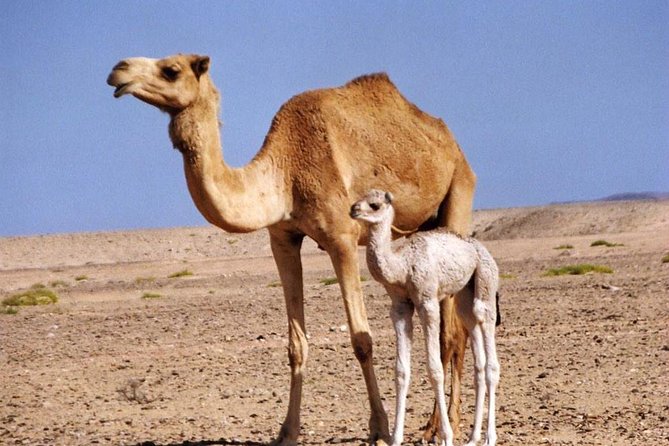 Wahiba Sands and Desert Safari From Muscat - Transportation