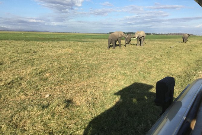 Walk With Elephants in Amboseli. - Discover Amboselis Rich Wildlife and Scenic Landscapes