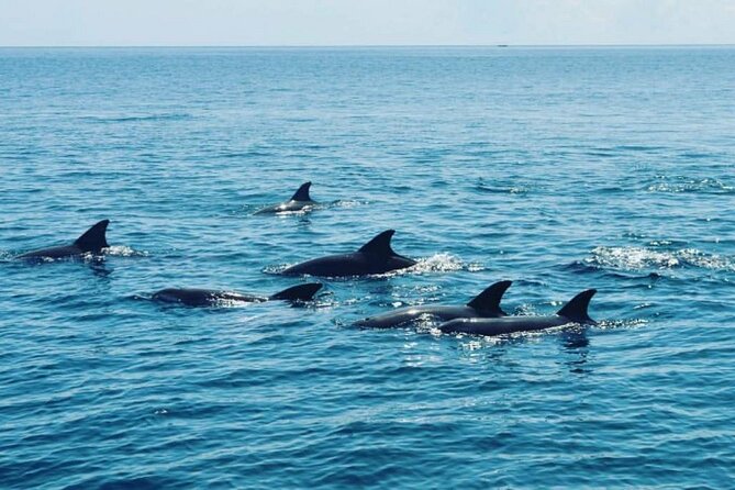 Wasini Dolphin Snorkeling - Cancellation Policy