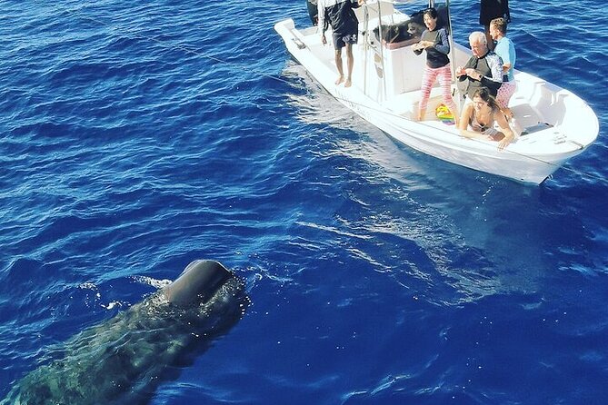Whale Dream Ltd - Whale Watching and Swim With Dolphins - Frequently Asked Questions