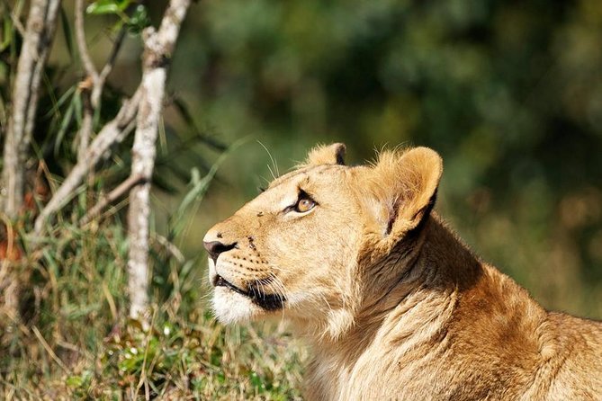 Wildlife and Nature Tour in Nanyuki - Expert Guided Activities