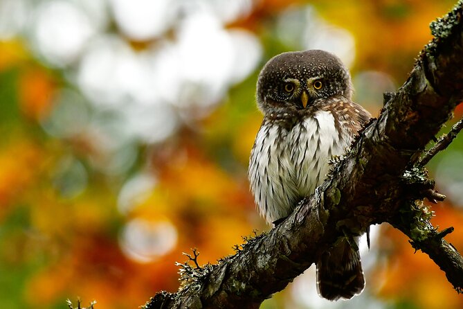 Wildlife Slovenia - Guided Bear & Bird Photography Tour - What To Expect