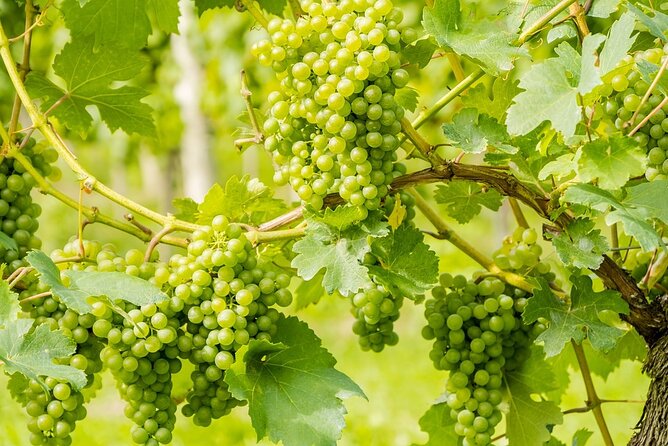 Wine Tasting and Visit to Santagata De Goti Cellars - Customer Review