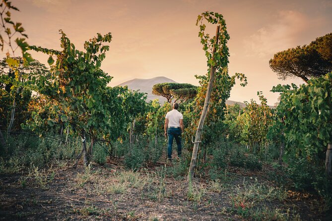 Wine Tasting and Winery Tour in Vesuvio National Park With Lunch - Inclusions and Meeting Point