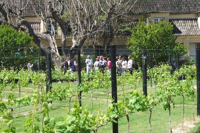 Wine Tour Discover the History and Flavors of the Best Winerys of Lisbon Region - Visit Top Lisbon Wineries
