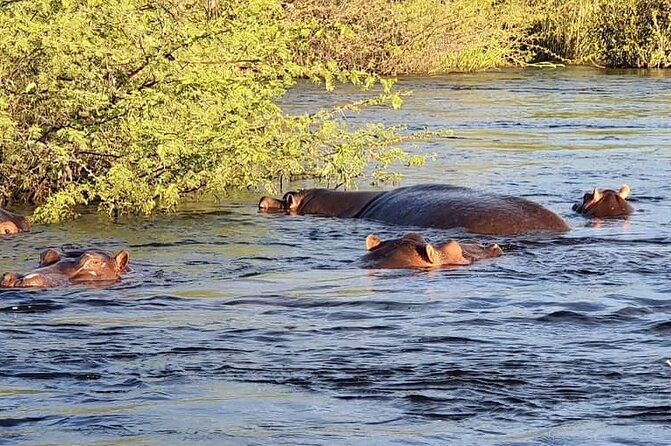 Zambezi River Safari - Photo Opportunities