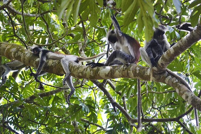 Zanzibar Private Tour National Park Jozani Forest and Spice Farm - Accessibility Information