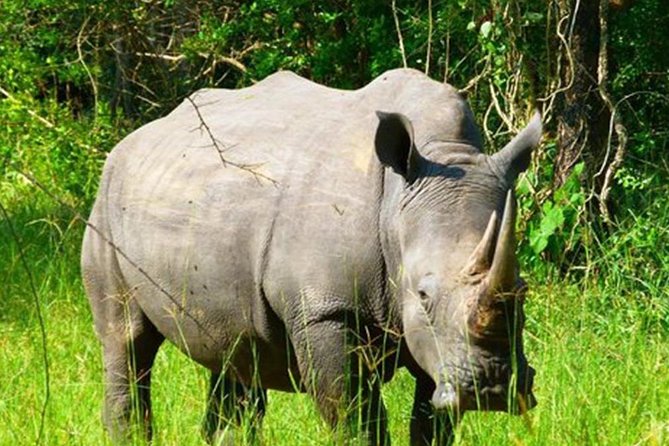 Zziwa Rhino Sanctuary Walking Safari - Tour Details