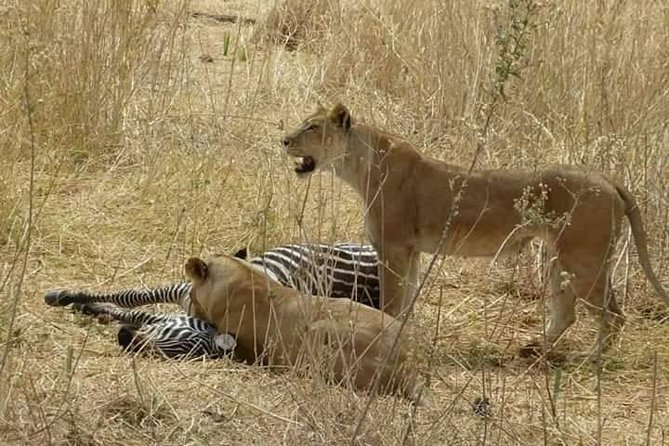 4days 3nights Safari to Mikumi, Ruaha National Park and Maasai Village - Good To Know