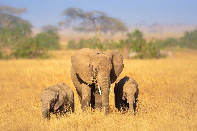 5 Day Classic Tanzania Wildlife and Cultural Safari Tour
