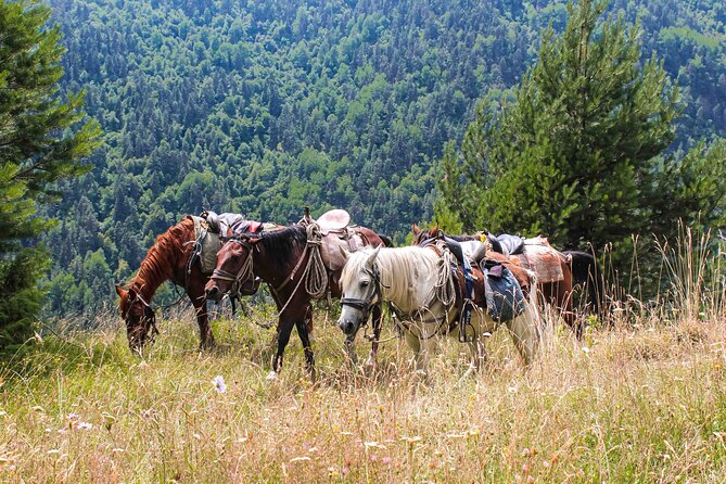 5-Day Horse Riding Tour in Caucasus - Good To Know