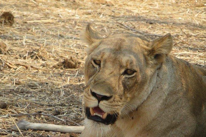 5-Day Mikumi and Ruaha National Park Safari - Good To Know