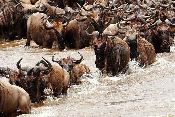 5 Day Private Camping Serengeti,Ngorongoro, Lake Manyara,Tarangire National Park