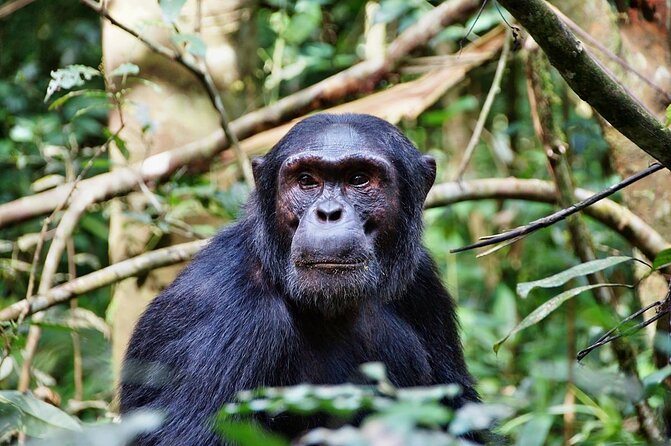 5-Day Private Tour in Mikumi National Park and Udzungwa Mountain - Good To Know
