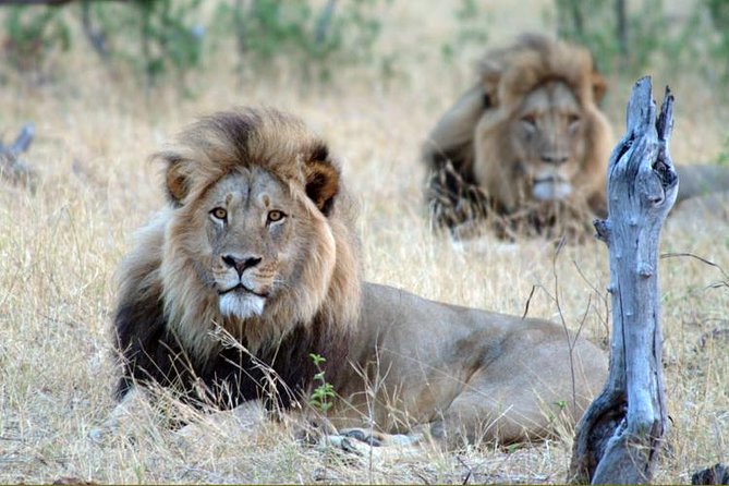 5 Day Victoria Falls and Hwange National Park Accommodated Tour Safari - Good To Know