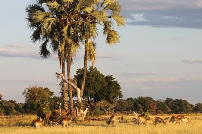5-Day Victoria Falls and Hwange National Park Tour From Victoria Falls - Good To Know