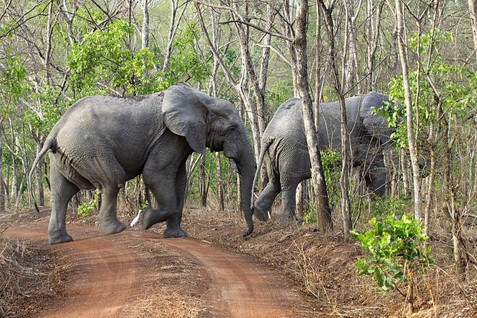5 Days Adventurous Wildlife Safari in Mole National Park, Ghana - Good To Know