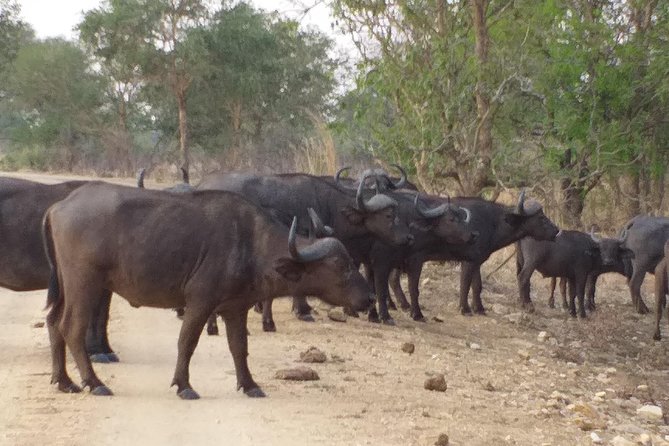 5 Days Explore Selous Game Reserve - Good To Know