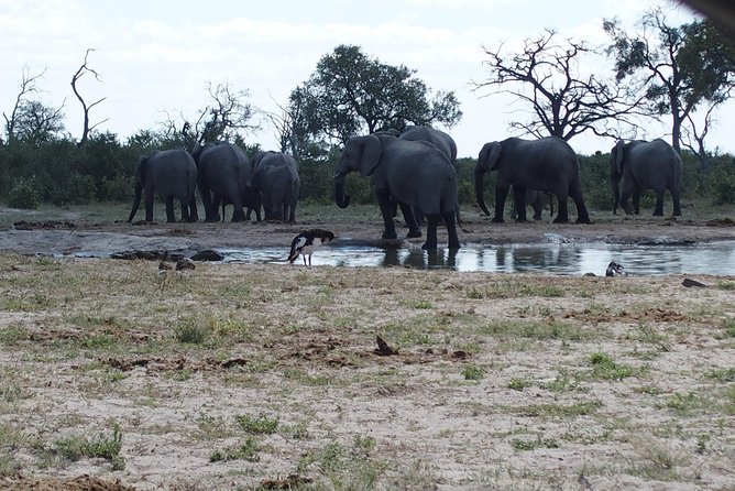 5 Days Kasane to Maun Safari (Kasane, Chobe, Khwai, Moremi, Maun) - Good To Know