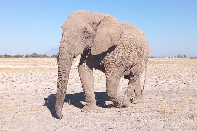 5 Days Lodging Safari (Lake Manyara,Serengeti, Ngorongoro Crater) - Good To Know