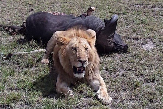 5 Days Migration Maasai Mara - Lake Nakuru - Lake Naivasha Safari - Safari Itinerary Details