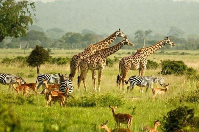 5 Days Murchison Falls and Kibale National Park - Good To Know