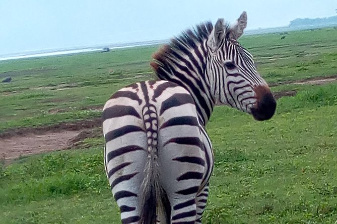 5 Days Safari From Dar Es Salaam to Tarangire NP, Manyara NP & Ngorongoro Crater - Wildlife Sightings