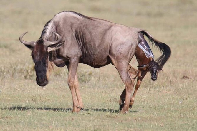 5 Days Safari Selous GR and Mikumi NP - Good To Know