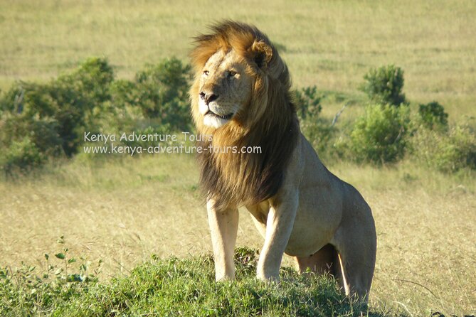 5 Hour Nairobi National Park Game Drive - Inclusions and Exclusions