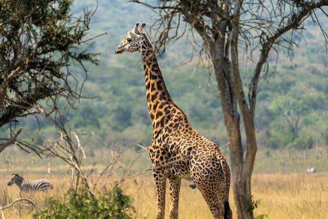 1 Day Akagera National Park Safari - Booking and Confirmation Process