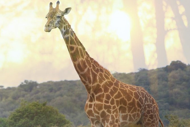 1 Day Akagera Wildlife Safaris and Boat Tour (2 Pax Min) - Pricing and Booking