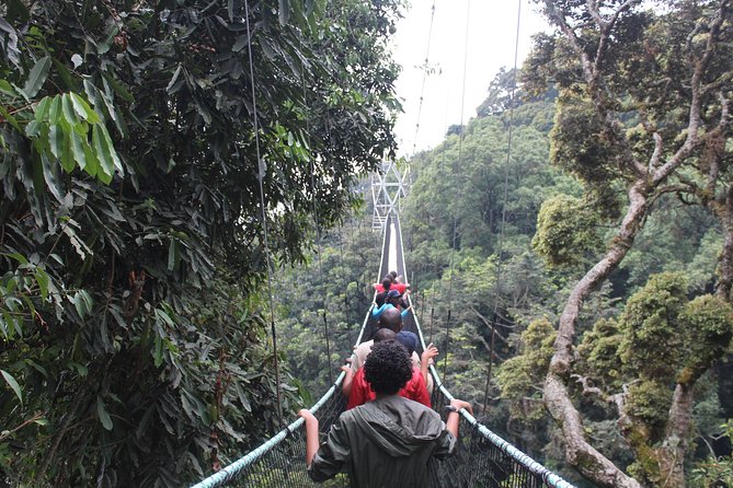 1 Day Canopy Walk Way in Nyungwe Natioinal Park - The Sum Up