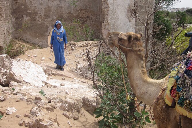 1 Day Dromedary Ride Near Essaouira - Frequently Asked Questions