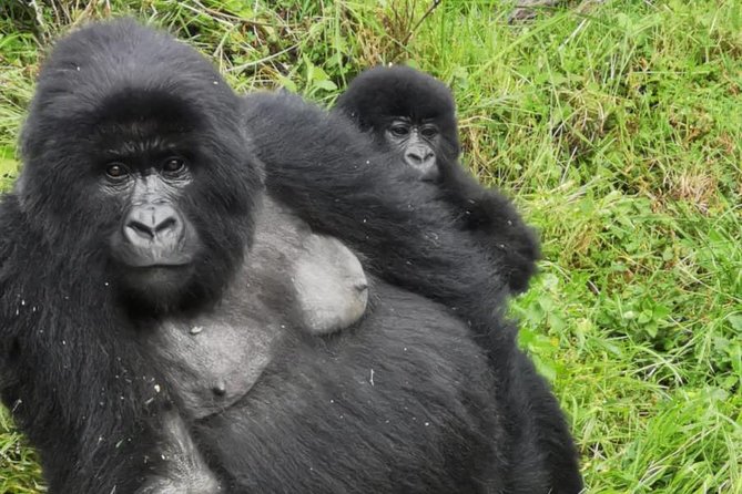1 Day Gorilla Trekking Mgahinga Gorilla NP & Lake Bunyonyi - Reviews and Availability