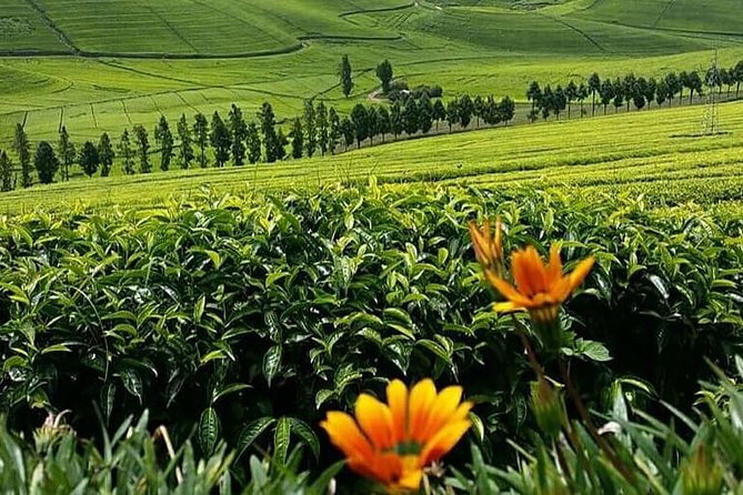 1-Day Lake Kivu Karongi Boat Cruise & Coffee Farming With Lunch - Whats Excluded