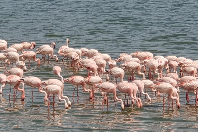 1 Day Lake Manyara Day Trip - Cancellation Policy