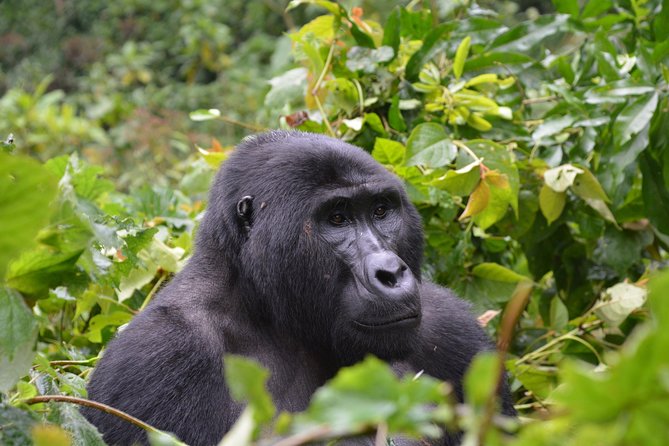 1 Day Mountain Gorilla Trekking Safari Uganda - Tour Price and Guarantees