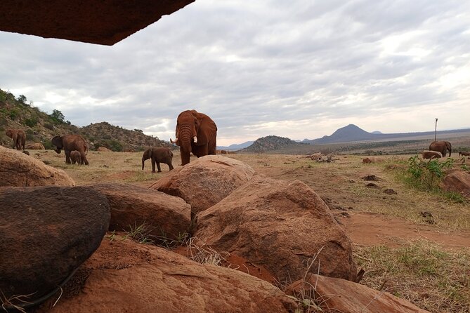 1 Day Red Elephant Safari Starting From Diani Beach. - Customer Reviews and Ratings