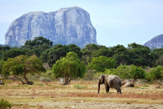 1 Day Tour to Yala National Park or Udawalawe National Park