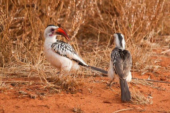 1 Day Tsavo East Safari ( Minimum 2 Pax) - Reviews