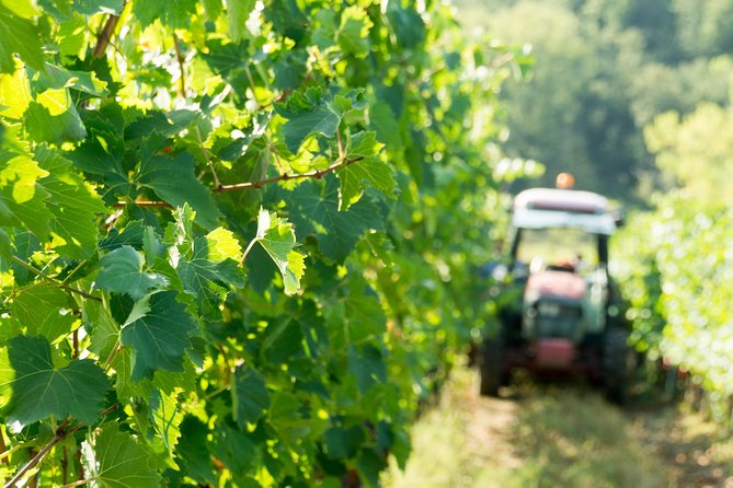 1 Hour Wine Tasting Experience in the Hills of Florence - Accessibility and Guidelines