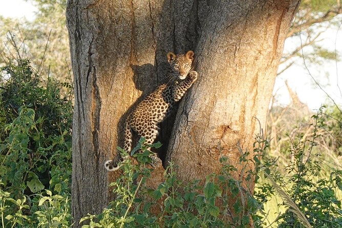 10-Day Big-7 Private Tour Experience in Uganda Safari - Safari Experience Expectations