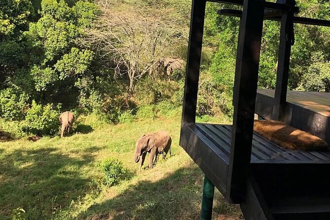 10 Days Luxury Kenya Big 5 Wildlife Adventure Private Tour - Health and Safety Measures