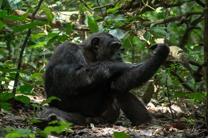 10 Days Private Uganda Safari With Pick-Up - Adventure Activities