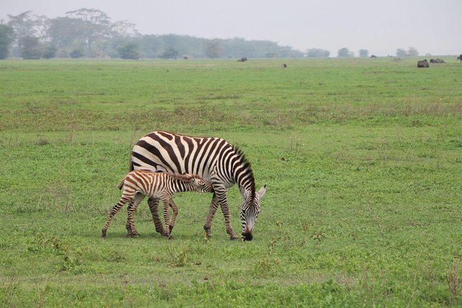 10 Days Serengeti Wildlife Safari and Tanzania Cultural Tour - Dining and Culinary Experience