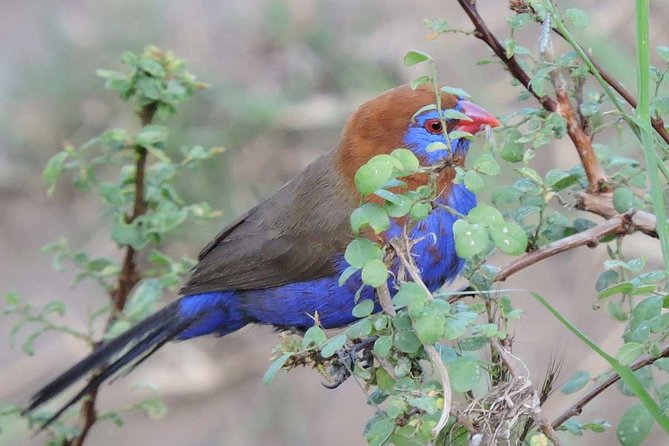 11 Days Kenya Birding Safari Adventure Holiday - Dining Experiences