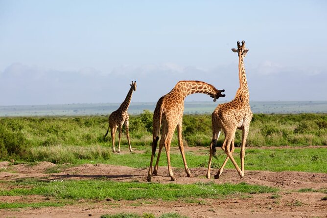 11 Days Private Tour to Explore Amboseli and Samburu - Directions for Bookings